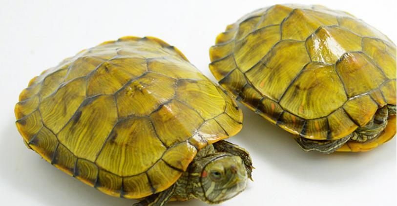 观赏型乌龟的饮食需求（了解观赏型乌龟的食物选择与喂养技巧）