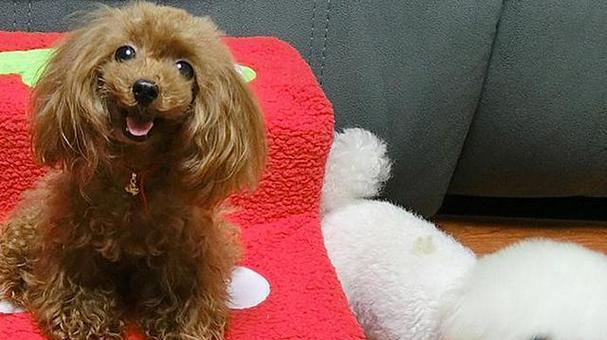 合适的时机让狗狗转为主食大狗粮（选择合适的时间点是帮助狗狗过渡到大狗粮的关键）