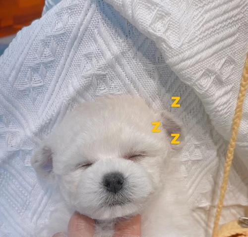 探秘狗狗飞耳的奥秘（狗狗飞耳的起源、特征和功能）