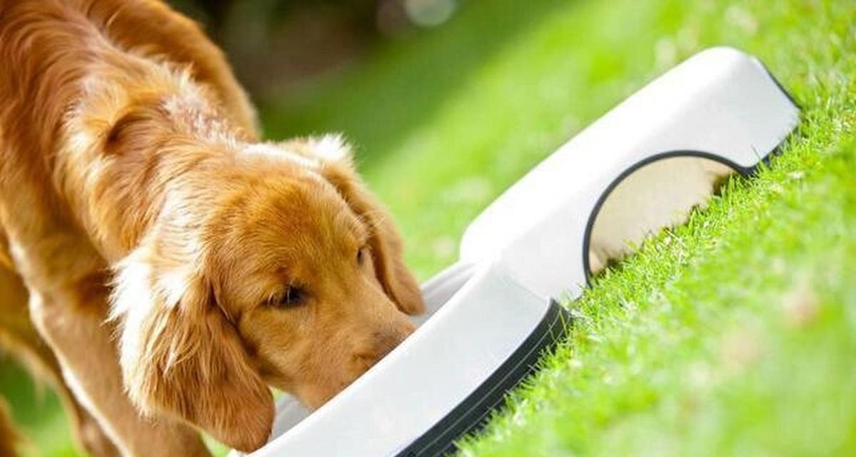 小狗的饮食对成长有重要影响（以小狗吃什么可以长不大为主题的探讨）