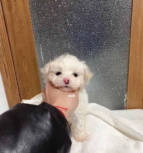 比熊的鼻子为什么多黄了？（了解比熊鼻子黄变的原因及处理方法）