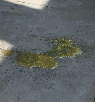 小奶狗为什么会拉稀？（探究拉稀原因与解决办法）