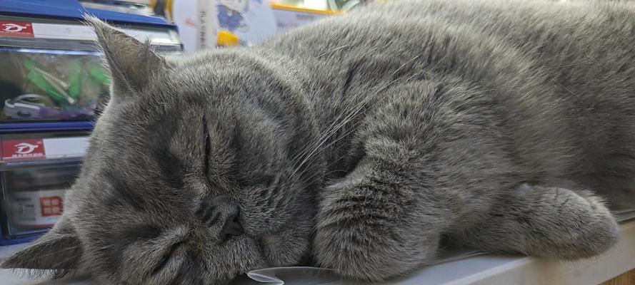 动物为何喜欢闻自己的屎？（揭秘动物闻屎行为的原因与意义）