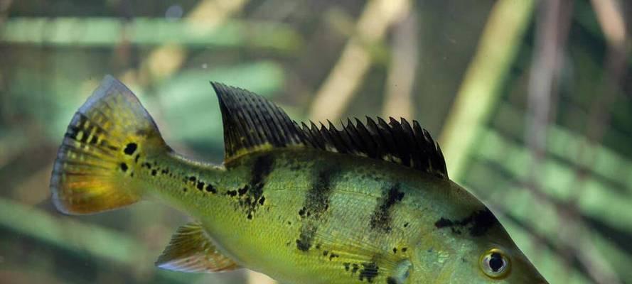 食用烂鳃病鱼的危害大揭秘（烂鳃病鱼带来的身体健康隐患详解）