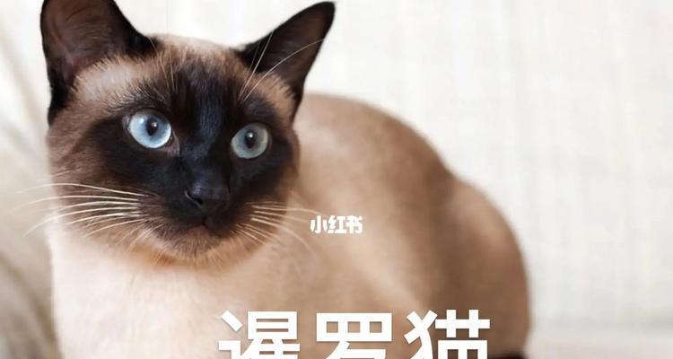 猫的品种代表了什么意思？（探究不同猫品种的象征意义）