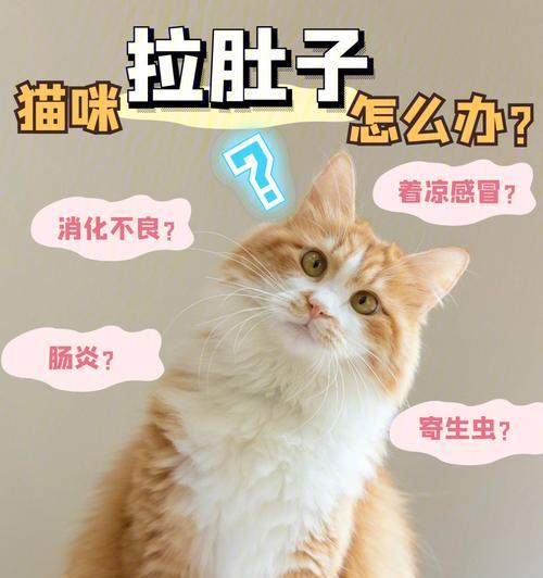 猫腹泻的饮食指南（如何正确喂养患有腹泻的猫咪）