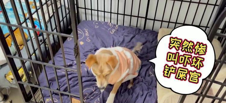 小狗为什么惨叫？（探索小狗惨叫的原因及解决方法）