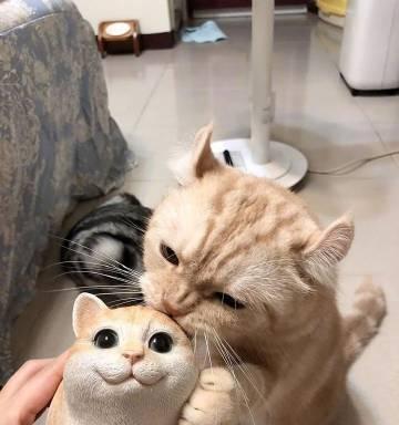 美短不能吃什么？保护你的猫咪健康饮食的关键（了解美短禁食食物，让你的猫咪远离食物危机）