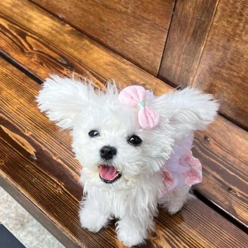 探秘拥有耷拉耳朵毛卷发光的狗的奇特魅力（迷人的卷发光，这个特征只属于某一种狗？）