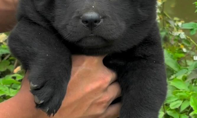 探究狗狗头上的黑色物质是什么？（揭开狗狗头上神秘黑色物质的面纱）