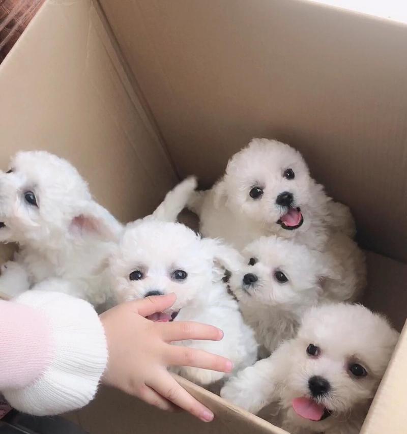 小心！比熊犬不能吃的食物大揭秘（了解这些关键食物，守护你的比熊宝贝健康）