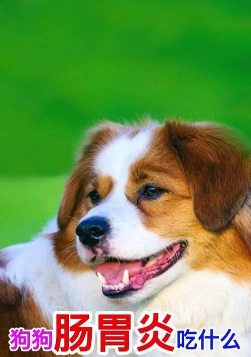 了解如何给一个月大的狗提供合适的饮食（一月龄狗宝宝的饮食需求及建议）