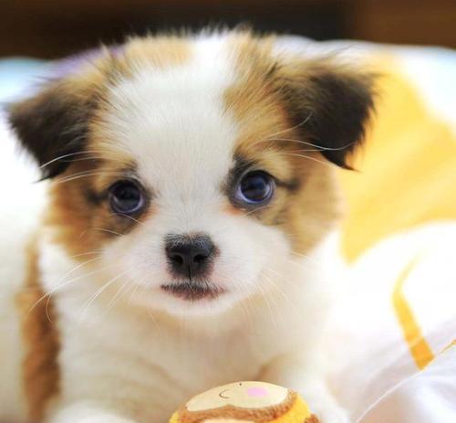 小狗的食物和毛发颜色的关系（狗粮中含有的关键营养成分对小狗毛发颜色的影响）