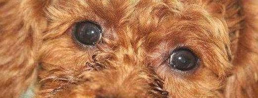 探究泰迪狗体臭的原因（分析泰迪狗体臭的成因及解决方案）