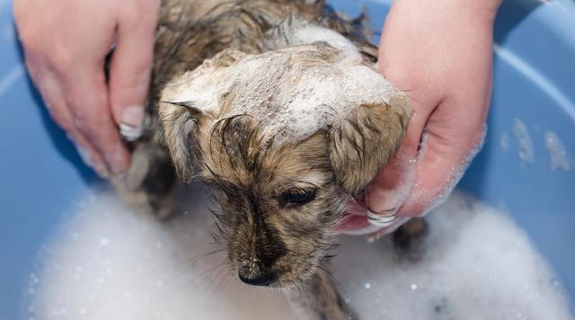 狗不洗澡的危害大，主人要重视（狗不洗澡的后果令人震惊，疏于护理将影响它的健康和生活质量）