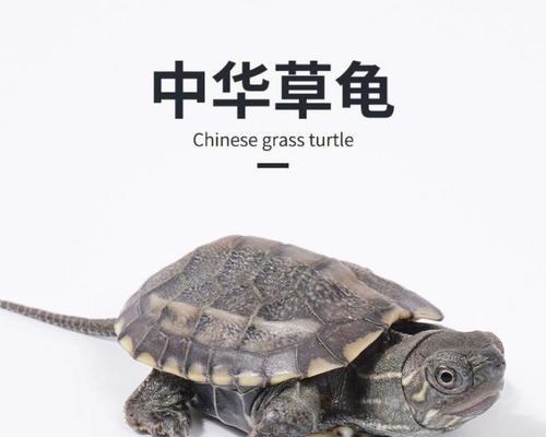 中华草龟的食物来源与饮食习性研究（以野生中华草龟为例，探讨其食物特征和饮食需求）