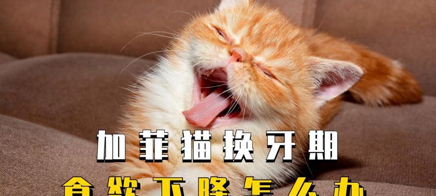 猫春天食欲下降的原因（探究猫咪在春天食欲下降的可能原因及应对