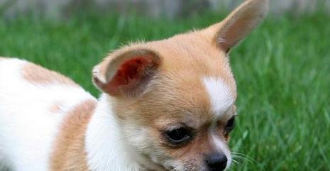 四岁的吉娃娃为什么总吐白色液体？（探究吉娃娃吐白色液体的原因和解决方法）