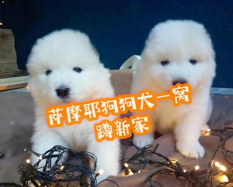 狗狗疫苗（了解狗狗疫苗的重要性及常见疫苗种类）