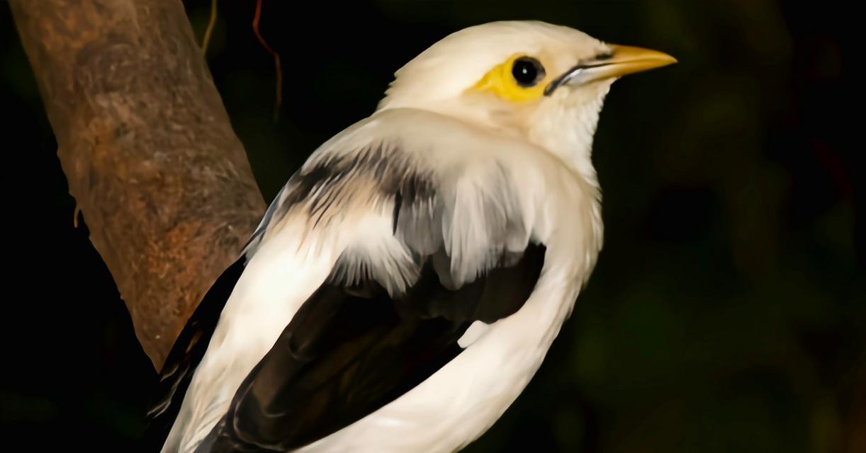 黑八哥的繁殖之谜（了解黑八哥繁殖时间和方式）