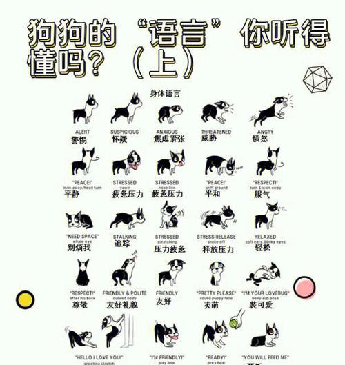 探秘狗的各种声音及其含义（狗的各种叫声和咆哮意味着什么？）