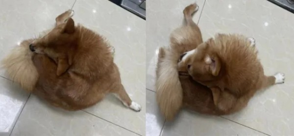 克维舒抗菌病例 | 一例犬跳蚤叮咬性皮炎（FAD）的病例分析