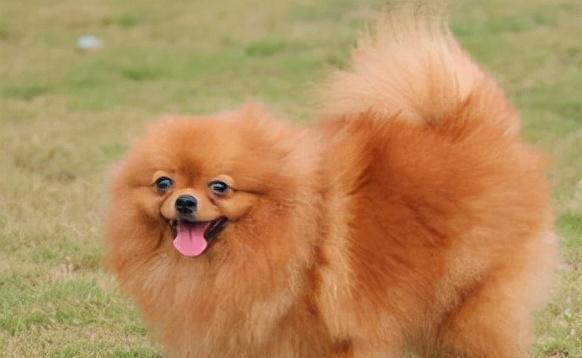 博美的独特屁股之美（探寻博美屁股的魅力和特点）