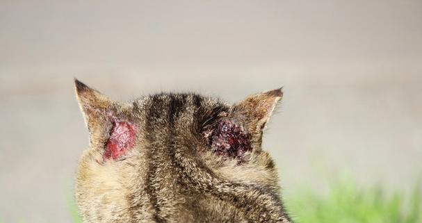 小猫为什么会有耳螨？（探寻小猫耳螨的成因及防治方法）