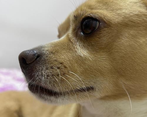 小狗狗为什么会干呕？（了解干呕原因，关爱你的小狗狗健康）