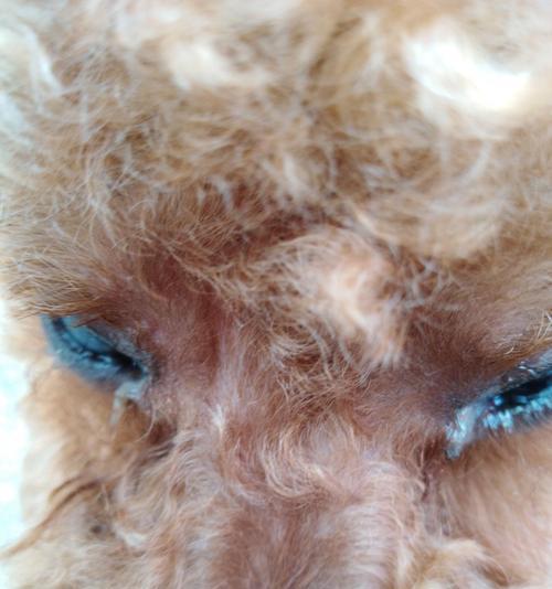 揭秘狗狗眼屎太多的原因（探索狗狗眼屎过多的背后问题及解决方法）