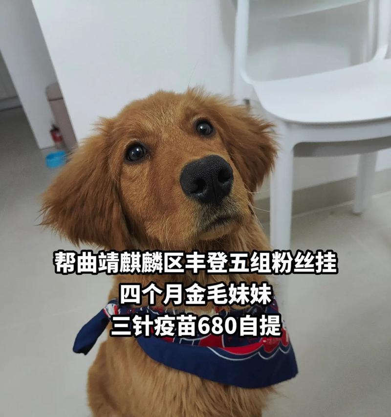 曲靖狗市场的兴起与发展（探索曲靖狗市场的历史演变及未来发展趋势）