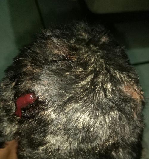 泰迪肠道出血（了解泰迪肠道出血的主要症状及其相关治疗方法）