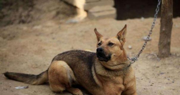 探索红鼻子土狗的特殊之处（揭秘红鼻子土狗的独特品质与行为习性）