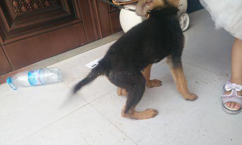 狼狗的饮食禁忌——千万不能给它们吃的食物（了解狼狗的饮食禁忌，保证它们健康成长）