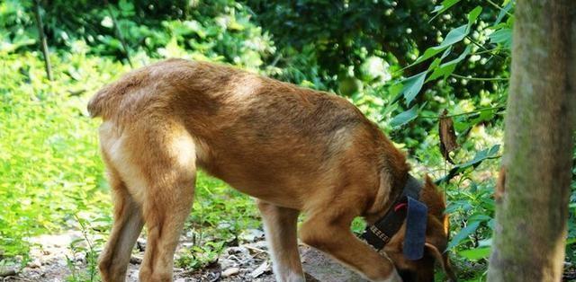 探索以狗让尾的意义与作用（揭示人与狗的情感交流与社交行为中尾巴的重要角色）