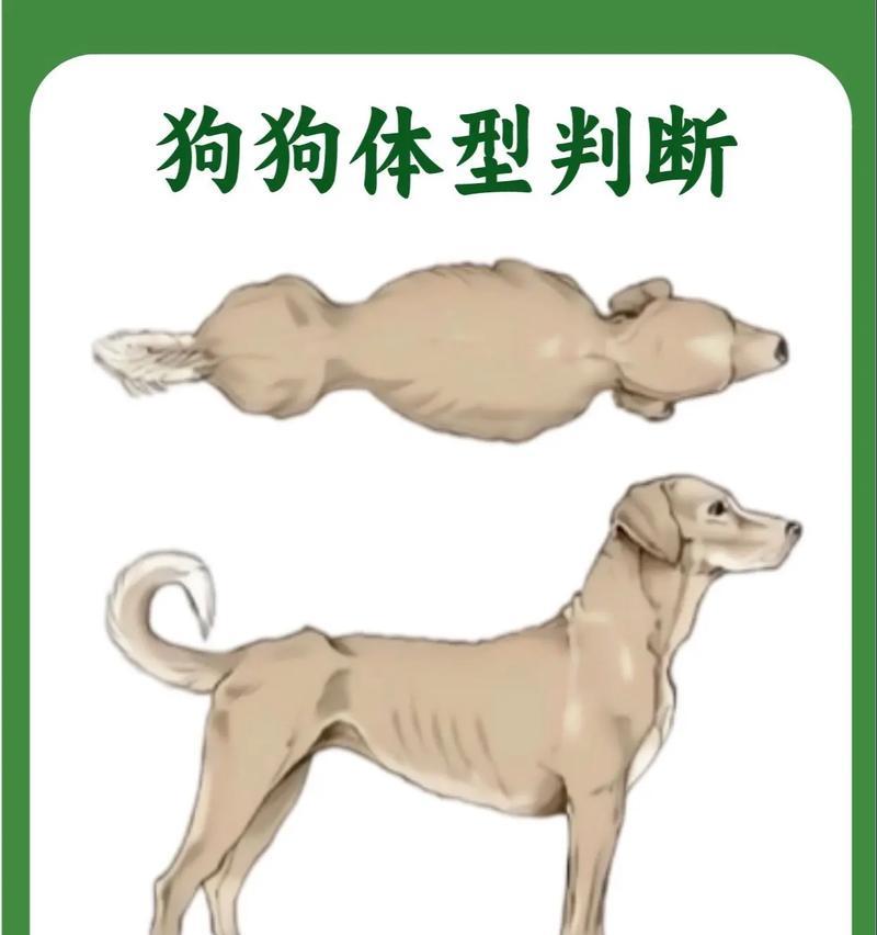 小狗为什么瘦了？（探究小狗身体状况和饮食习惯变化的原因）