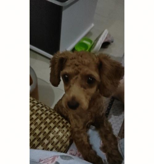 宝贝泰迪剃毛时间的选择（让你的泰迪宝贝时刻保持舒适整洁的秘诀）