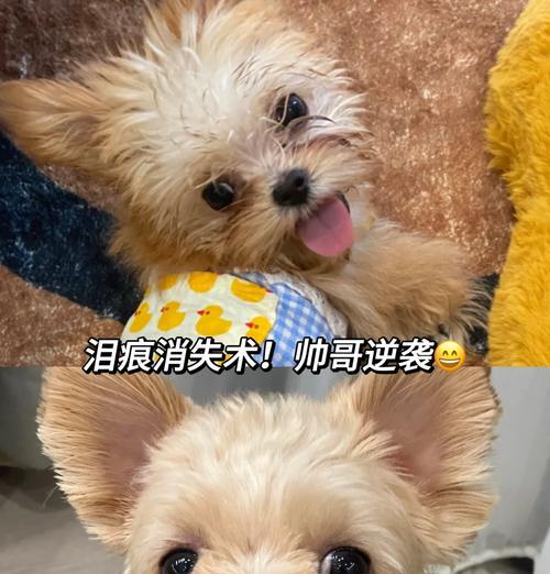 狗狗术后的饮食护理（选择合适的饮食方案来促进狗狗康复）