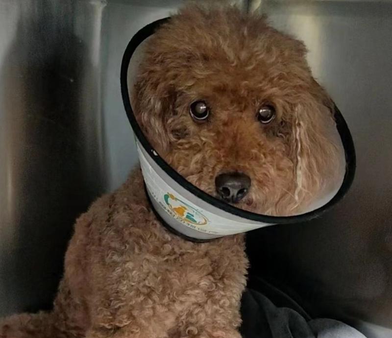 探讨狗胰腺炎的饮食治疗方法（为你的宠物提供适宜的饮食以缓解胰腺炎症状）