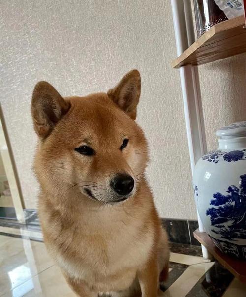 柴犬（活泼可爱、温顺忠诚，让生活充满快乐）