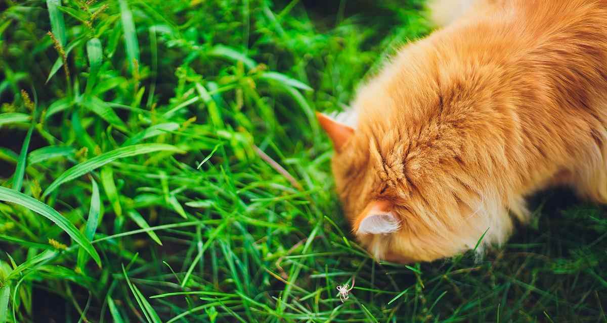 小狗呕吐物为何常呈绿色？（解析小狗呕吐物颜色的原因及健康提示）