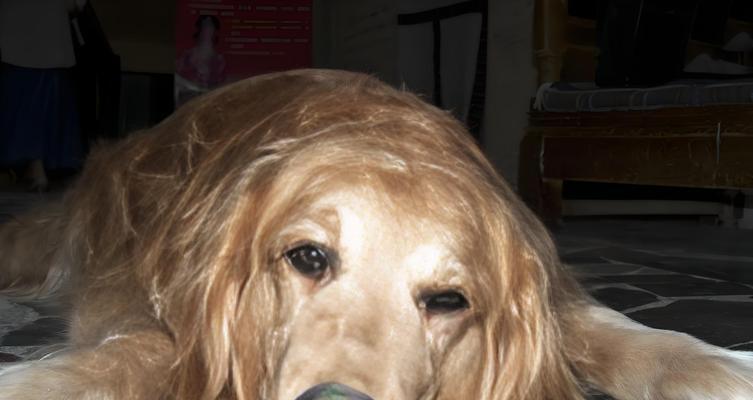 狗狗胃炎的饮食注意事项（以吃什么吐什么为原则，给狗狗更好的护理）