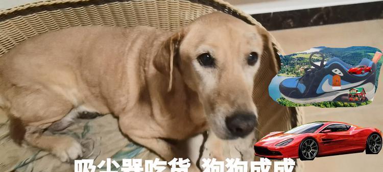 狗瞳之世界（以狗瞳为窗，探索世界万千色彩的奥秘）