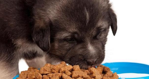 小狗健康护理（给小狗使用药物需知的注意事项）