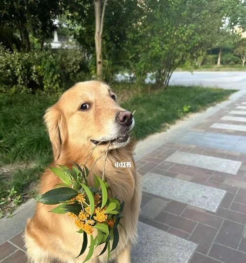 以狗为主题的良好管理方法（培养顺从性与建立健康的狗主关系）