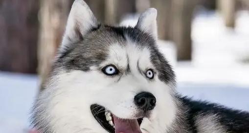 探究哈士奇毛发长的原因（为什么哈士奇的毛发比其他犬种更长？）