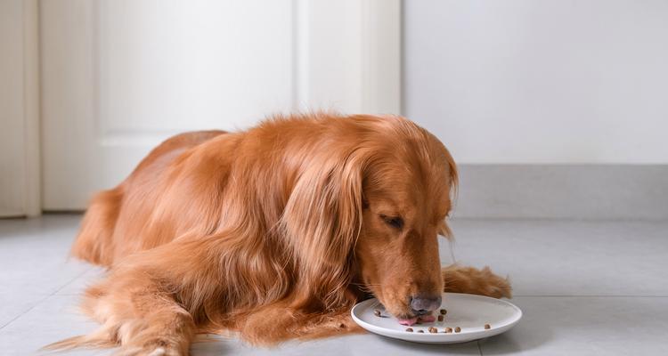 金毛幼犬饮食指南（养护幼犬，关注饮食健康）