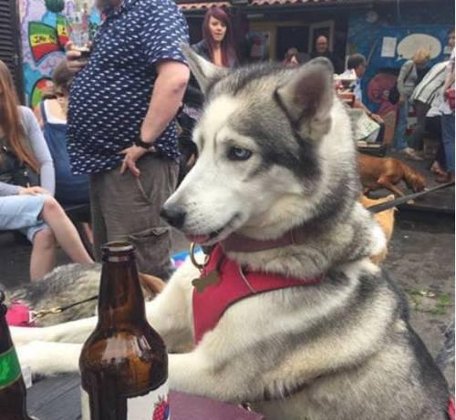 狗喝醉酒的后果（探究狗喝多了酒的危害与预防）