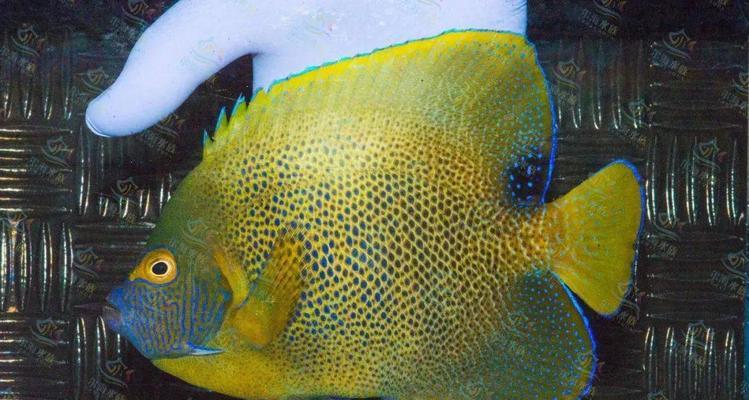 以六间可以和什么鱼混养（混养鱼类的选择及注意事项）