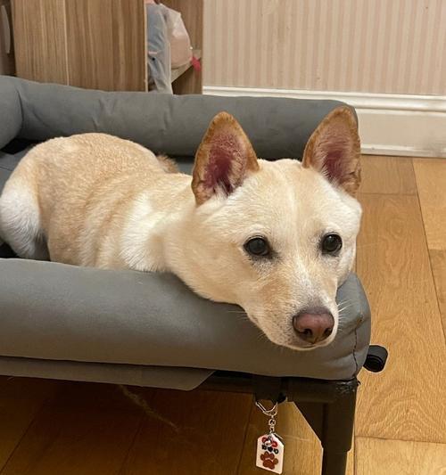 狗为什么不喜欢出门了？（探索狗狗对户外环境的心理转变和适应能力）